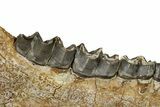 Fossil Titanothere (Megacerops) Jaw - South Dakota #228176-3